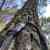 How Forests Think - Image 12